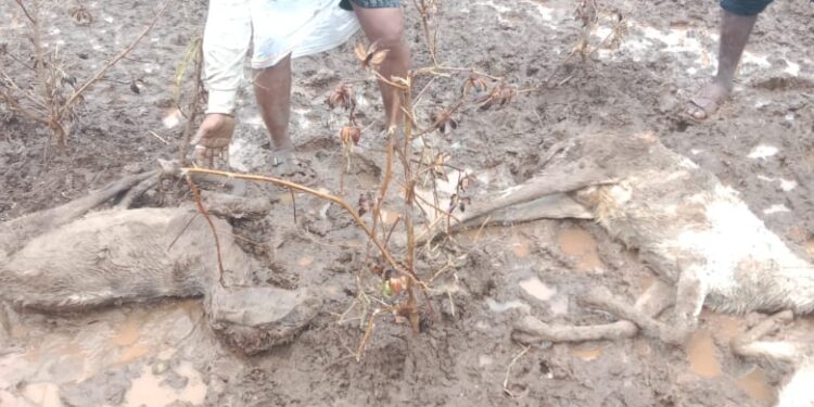 नंदूरबार तालुक्यात २३ मेंढ्या दगावल्या,अमळथे येथे तीन घरांचे नुकसान