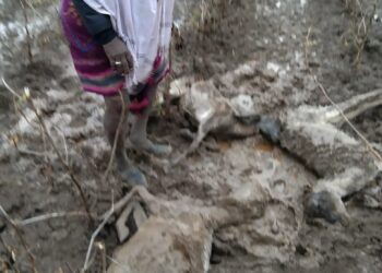 नंदूरबार तालुक्यात २३ मेंढ्या दगावल्या,अमळथे येथे तीन घरांचे नुकसान