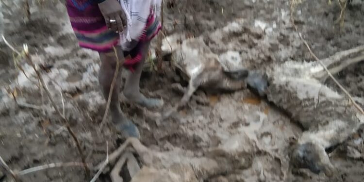 नंदूरबार तालुक्यात २३ मेंढ्या दगावल्या,अमळथे येथे तीन घरांचे नुकसान