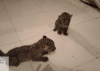 आमलाड शिवारात सापडलेल्या दोघ्या बछड्यांना वनविभागाने मुंबई येथील संजय गांधी राष्ट्रीय उद्यानात केले रवाना