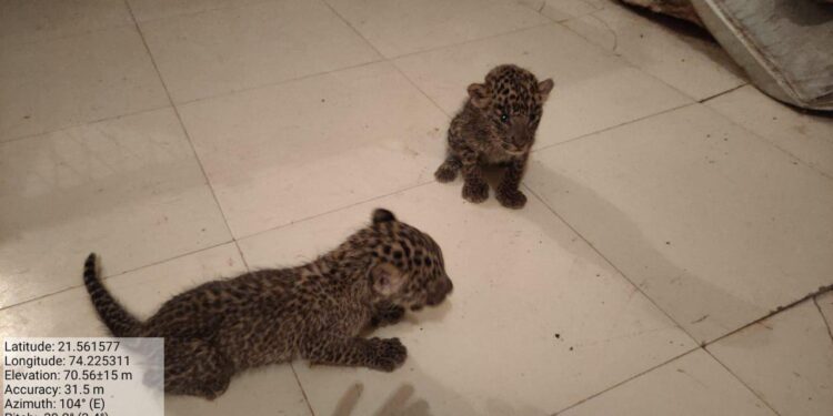 आमलाड शिवारात सापडलेल्या दोघ्या बछड्यांना वनविभागाने मुंबई येथील संजय गांधी राष्ट्रीय उद्यानात केले रवाना