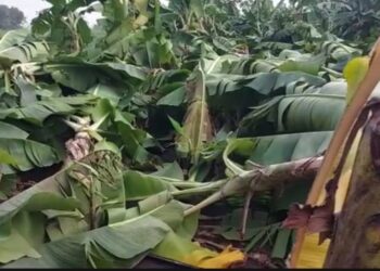 अवकाळी पावसामुळे शेतकऱ्याची तीन एकर केळी बाग उद्ध्वस्त