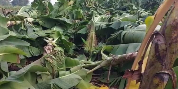 अवकाळी पावसामुळे शेतकऱ्याची तीन एकर केळी बाग उद्ध्वस्त