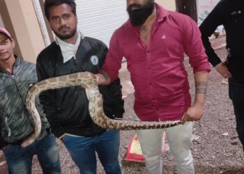 हॉटेल मध्ये आढळला सात फुटी अजगर, सर्पमित्रांकडून देण्यात आले जीवदान