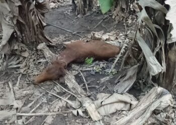 सुलतानपूर परिसरात बिबट्याचा बंदोबस्त करण्याची मागणी