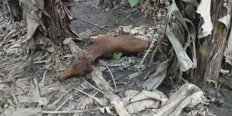 सुलतानपूर परिसरात बिबट्याचा बंदोबस्त करण्याची मागणी