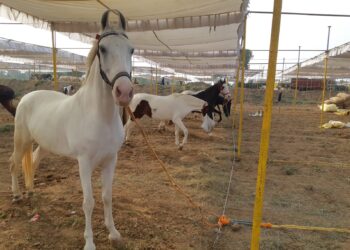 सारंगखेडा येथील यात्रेत पाचशे घोडे दाखल, यात्रेला १८ डिसेंबर पासून प्रारंभ