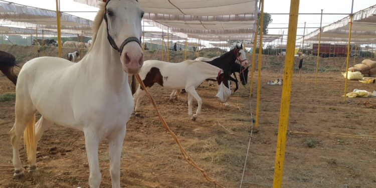 सारंगखेडा येथील यात्रेत पाचशे घोडे दाखल, यात्रेला १८ डिसेंबर पासून प्रारंभ