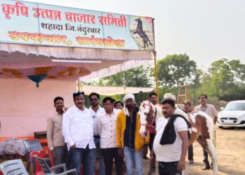 सारंगखेड्यातील अश्व बाजारात १० अश्वांची विक्री,  कोटयावधी रुपयांची उलाढालाची शक्यता