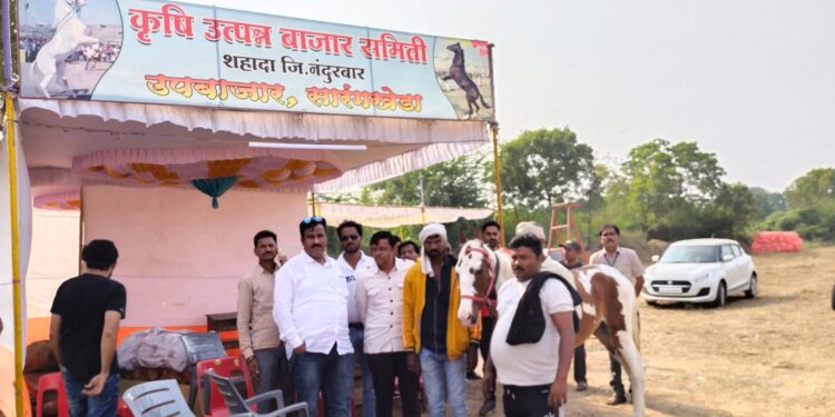 सारंगखेड्यातील अश्व बाजारात १० अश्वांची विक्री,  कोटयावधी रुपयांची उलाढालाची शक्यता