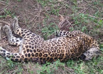 मोड शिवारातील केळीच्या शेतात आढळला बिबट्या मृतावस्थेत