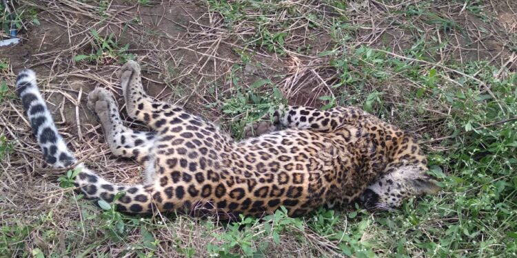 मोड शिवारातील केळीच्या शेतात आढळला बिबट्या मृतावस्थेत