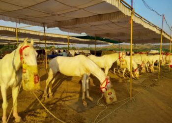 सारंगखेडा येथील घोडे बाजारात २८० घोडे विक्रीतून १ कोटींची उलाढाल