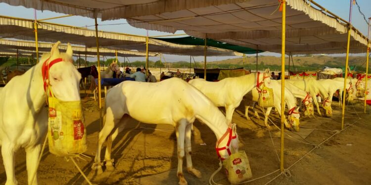 सारंगखेडा येथील घोडे बाजारात २८० घोडे विक्रीतून १ कोटींची उलाढाल