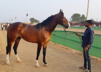 सव्वा कोटीचा जालन्याचा एलएक्स अश्व सारंगखेडा बाजाराचा ठरला सेलिब्रेटी