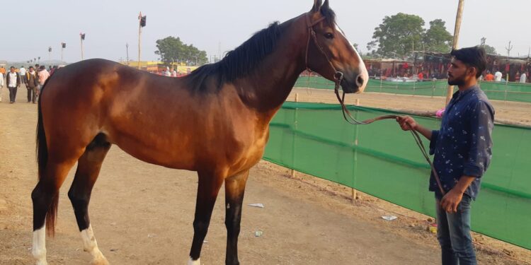 सव्वा कोटीचा जालन्याचा एलएक्स अश्व सारंगखेडा बाजाराचा ठरला सेलिब्रेटी