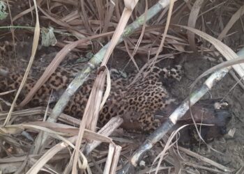 आठवड्यात दुसरा बिबट्या मृत अवस्थेत आढळल्याने खळबळ