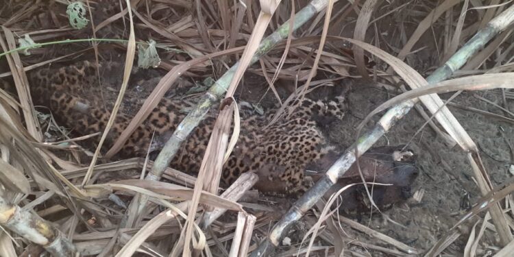 आठवड्यात दुसरा बिबट्या मृत अवस्थेत आढळल्याने खळबळ