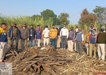 मोड शिवारात आढळलेल्या मृत बिबट्यावर वनविभागाने शेतातच केला अंत्यसंस्कार