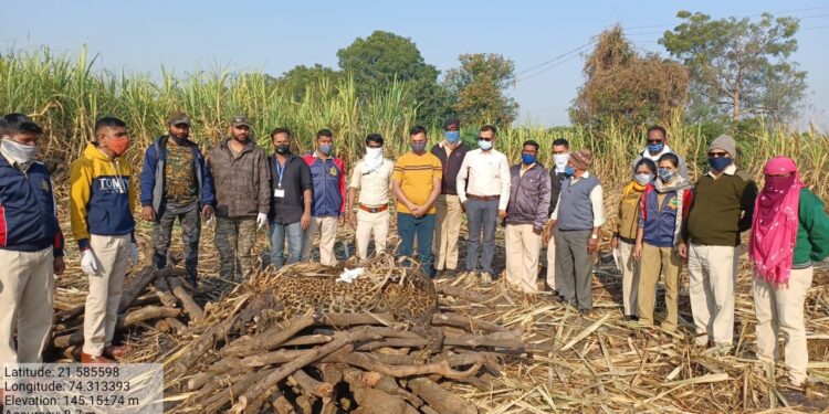मोड शिवारात आढळलेल्या मृत बिबट्यावर वनविभागाने शेतातच केला अंत्यसंस्कार