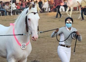 सारंगखेडा येथे नुकरा सौदर्य स्पर्धेत ११० घोड्यांचा सहभाग