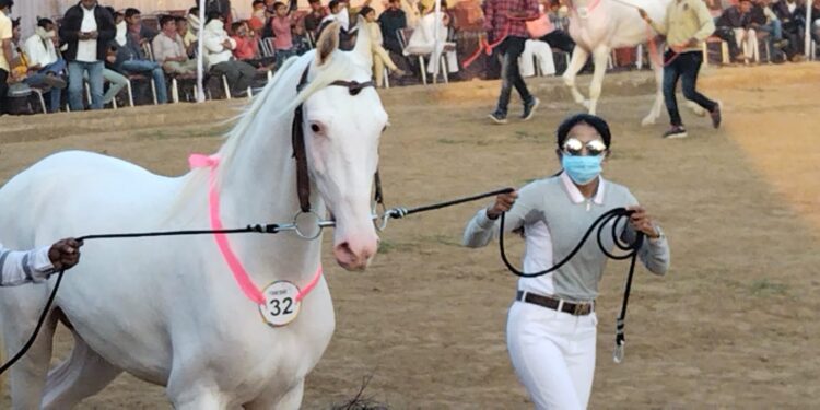 सारंगखेडा येथे नुकरा सौदर्य स्पर्धेत ११० घोड्यांचा सहभाग