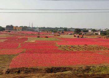 नंदुरबार येथील कृषी उत्पन्न बाजार समितीत लाल मिरची खरेदीने ओलांडला सव्वा लाख क्विंटलचा टप्पा