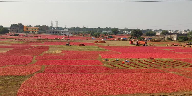 नंदुरबार येथील कृषी उत्पन्न बाजार समितीत लाल मिरची खरेदीने ओलांडला सव्वा लाख क्विंटलचा टप्पा
