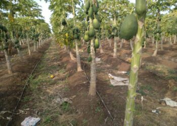 पपई तोड करणाऱ्या मजुरांच्या मजूरीत ५० रुपयांची वाढ केल्याने  पाच दिवसापासून सुरू असलेला संपाचा तिढा सुटला