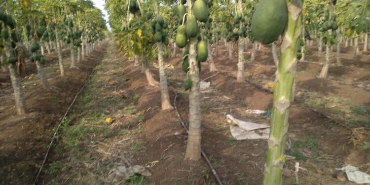 पपई तोड करणाऱ्या मजुरांच्या मजूरीत ५० रुपयांची वाढ केल्याने पाच दिवसापासून सुरू असलेला संपाचा तिढा सुटला