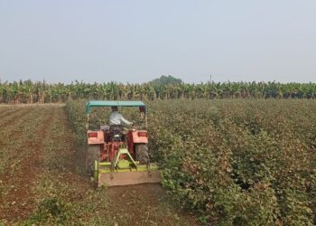 कापसाच्या उभ्या पिकावर शेतकऱ्याने  फिरवला नागर, बोंडअळीसह बुरशीजन्य रोगांमुळे उत्पादनात घट