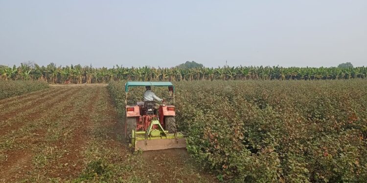 कापसाच्या उभ्या पिकावर शेतकऱ्याने फिरवला नागर, बोंडअळीसह बुरशीजन्य रोगांमुळे उत्पादनात घट