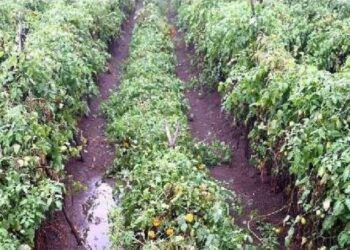 जिल्हाभरात अवकाळी पावसामुळे ६२४ हेक्टर पीकांचे नुकसान