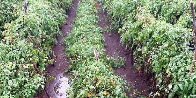 जिल्हाभरात अवकाळी पावसामुळे ६२४ हेक्टर पीकांचे नुकसान