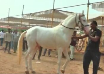 सारंगखेडा येथे २३  डिसेंबर पासून अश्व सौदर्य स्पर्धांचे आयोजन