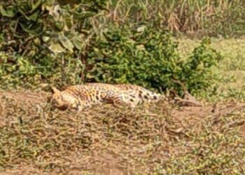 बोरद येथे बिबट्या अडकला सस्यांच्या जाळ्यात