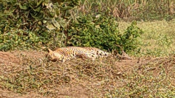 बोरद येथे बिबट्या अडकला सस्यांच्या जाळ्यात