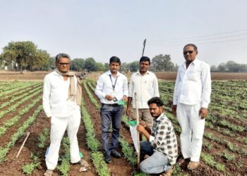 समशेरपूर येथे हरभरा पिकावरील घाटे अळी नियंत्रणाबाबत शेतकऱ्यांना  मार्गदर्शन