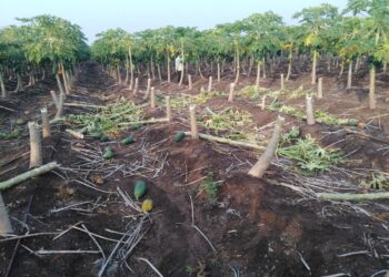 बामखेडा शिवारात अज्ञात माथेफिरूने पपई पिकाचे नुकसान 