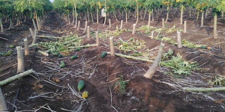 बामखेडा शिवारात अज्ञात माथेफिरूने पपई पिकाचे नुकसान