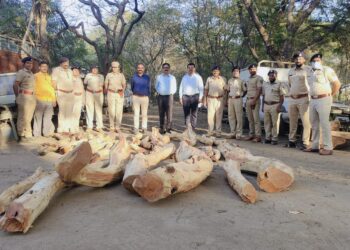 जामतलाव येथे वनविभागाने कारवाई करीत ५० हजाराचे खैर लाकुड केले जप्त