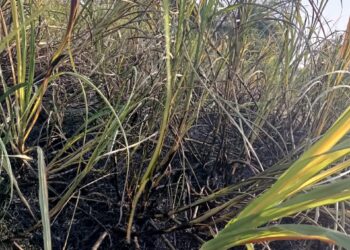 लाखापुर शिवारात दिवसाच माथेफिरूने शेतकऱ्याचा 2 एकर ऊस जाळला