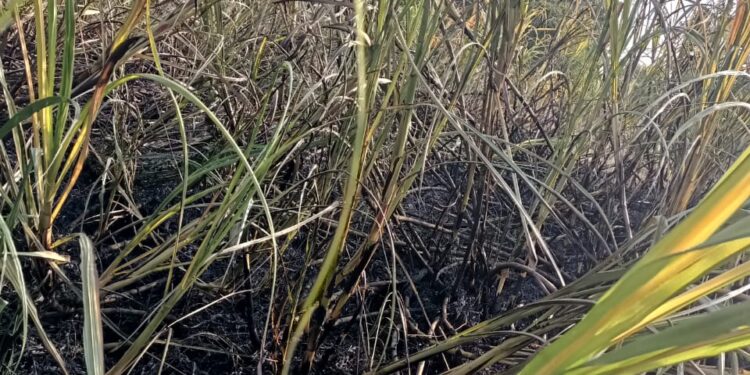 लाखापुर शिवारात दिवसाच माथेफिरूने शेतकऱ्याचा 2 एकर ऊस जाळला