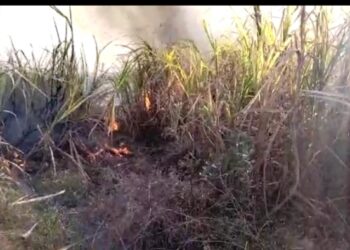 कुसुमवाडा येथे आगीत सहा एकर ऊस जळून खाक