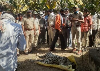 मोड शिवारात पडक्या विहिरीत बिबट्या आढळला मृतावस्थेत, परिसरात उडाली खळबळ