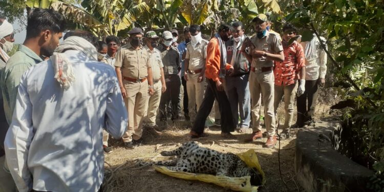 मोड शिवारात पडक्या विहिरीत बिबट्या आढळला मृतावस्थेत, परिसरात उडाली खळबळ