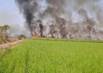 ट्रान्स्फॉर्मरवरील वीज वाहिनीची तार तुटून १३ शेतकऱ्यांचा ७५ एकर ऊस जळून खाक