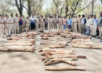 जामतलाव येथून वनविभागाने केले दीड लाखांचे लाकूड जप्त