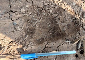 रांझणी शिवारात दोन बिबट मध्ये झुंज, भीती वातावरण