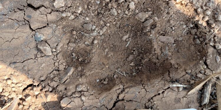 रांझणी शिवारात दोन बिबट मध्ये झुंज, भीती वातावरण